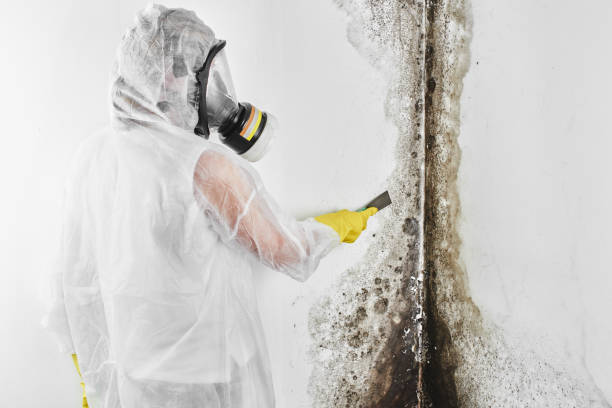 Best Black Mold Remediation in Victorville, CA