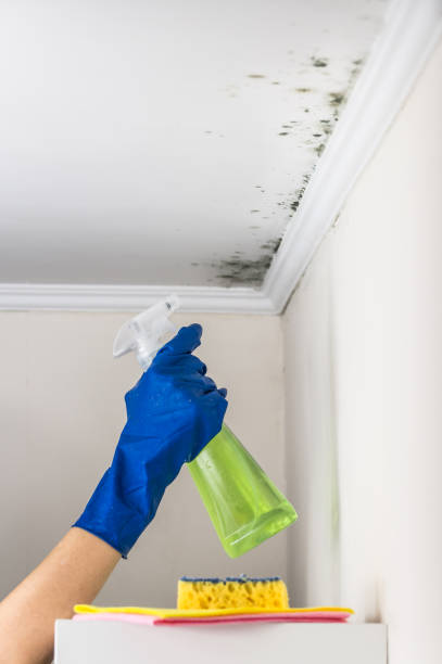 Best Residential Mold Remediation in Victorville, CA